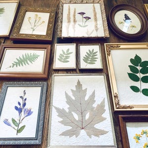 Large Size Vintage Frames with Pressed Flower and Leaf Prints on Lotka Paper