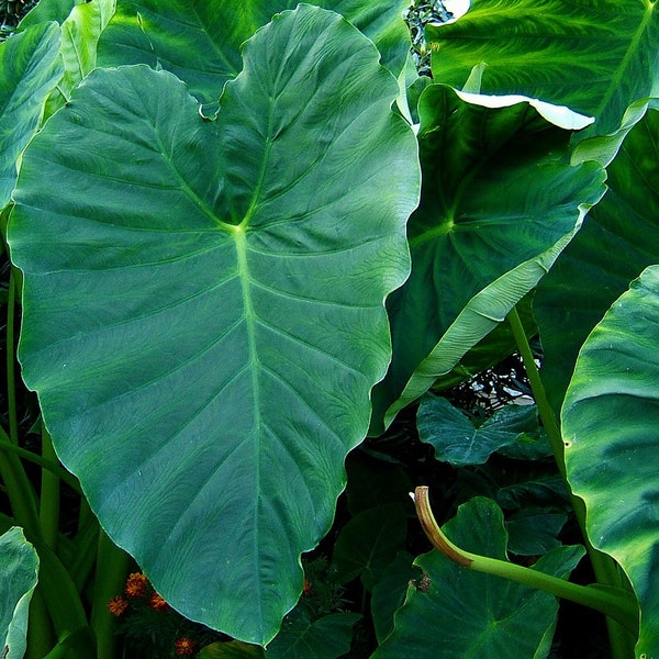 Elephant Ear Bulbs - Colocasia  - Egg to Kiwi Sized, Exotic Tropical Plant, Indoor/Outdoor, Fast-Growing, Easy-Care, Value Packs Available