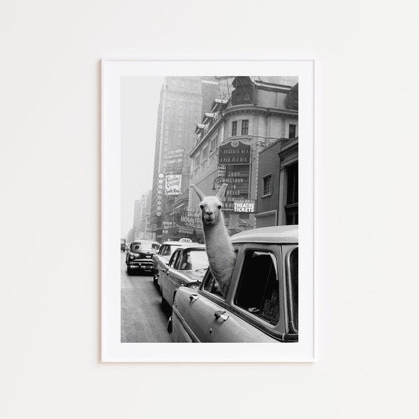 Llama In A Taxi, Black and White Photography Print, Llama In Town, Photography Prints, Iconic Photos, Llama in New York, Vintage Photo