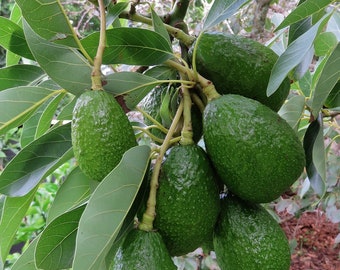 Lebende Avocado-Stecklinge aus biologischem Anbau
