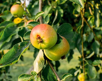 Spanischer Apfelbaumschnitt