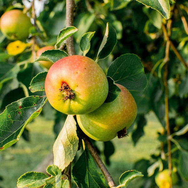 Spanish Apple Tree Cutting