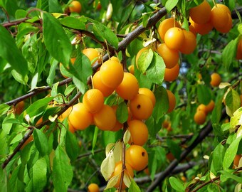 Japanischer goldener Pflaumenbaum-Ausschnitt