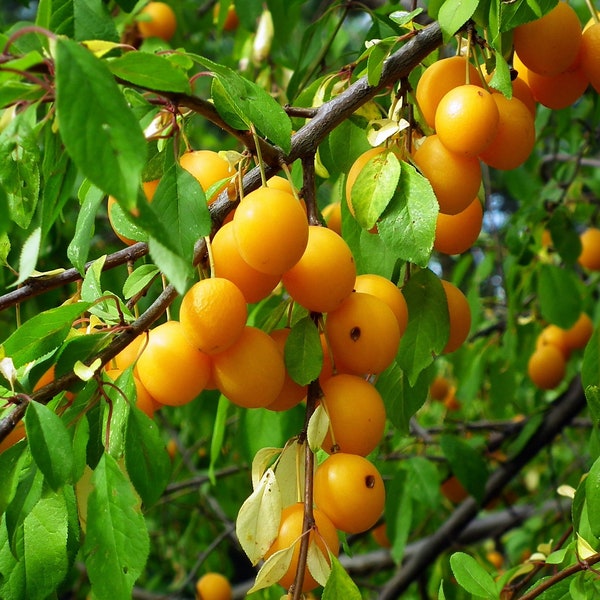 Japanischer goldener Pflaumenbaum-Ausschnitt