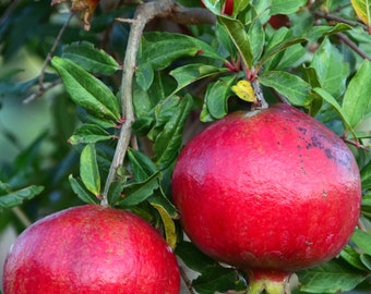 Schneiden eines spanischen Granatapfelbaums