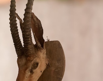 The Timeless Charm of a Stuffed Deer Head Decoration