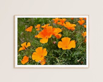 Impressão de paisagem de belas artes - Papoilas-flores silvestres da Califórnia Fotografia Natureza Arte de parede Decoração de casa