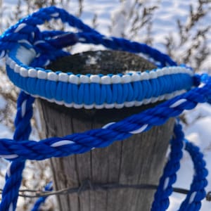 Cow halter- blue, with braided nose band