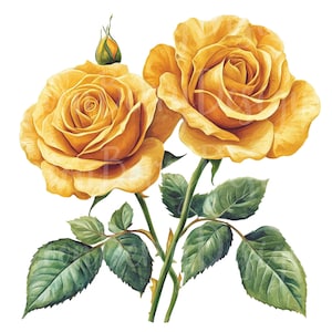Clipart de rosa amarilla, conjunto de 13 paquetes PNG, clip art de 300 DPI, ramo de boda, planta, flor, jardín de verano, elemento gráfico digital de acuarela