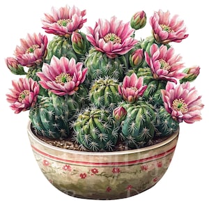 Floraison des cliparts cactus, lot de 17 PNG, 300 DPI Clip Art, cactus rose plante d'intérieur succulente élément graphique numérique aquarelle
