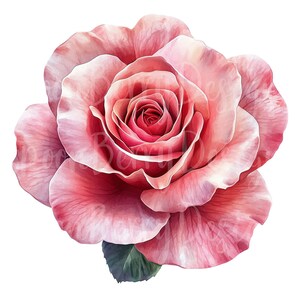 Clip Art de Rosa Rosa, Conjunto de 14 PNG, Clipart de 300 DPI, Buquê de Casamento, Planta, Botão de Flor, Jardim de Verão, Aquarela, Elemento Gráfico Digital