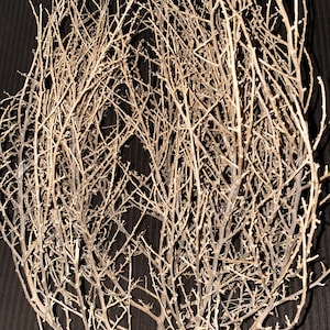 Tumbleweed