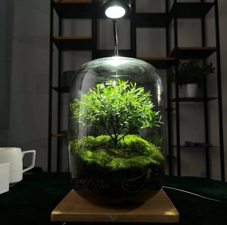 Terrarium planting — Green Rooms Market