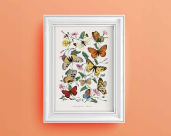 Schmetterling Poster |  Schmetterling Wandkunst |  Digital Printable Wohnkultur |  Vintage Druck | Le Jardin Des Plantes von Paul Gervais