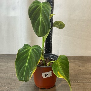 Philodendron Splendid- 4”