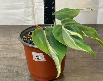 Philodendron Rio- 4”