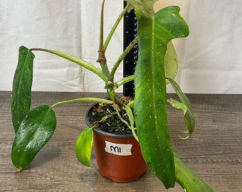 Philodendron longilobatum "Lelano Miyano"- 4”