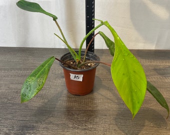 Philodendron Joepii- 4”