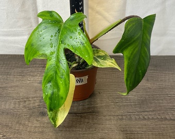 Philodendron Florida Beauty low variegation-4”