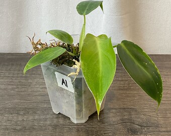 Philodendron Spiritus Sancti- 3”