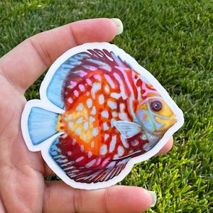 Discus fresh water fish vinyl sticker