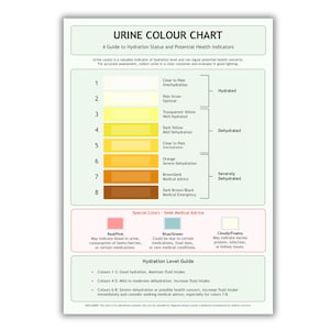Tabla de colores de orina A4 (PDF) – Guía de hidratación y salud – Póster imprimible – Descarga digital educativa – Arte para la conciencia corporal