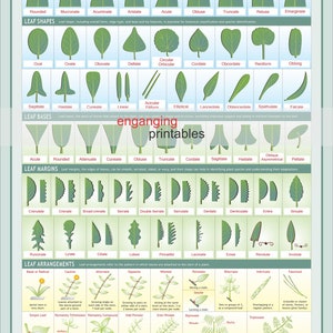 Botanical Leaf Identification Chart: Shapes, Margins, Bases (high Res ...