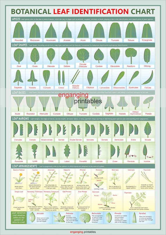 Botanical Leaf Identification Chart: Shapes, Margins, Bases (high Res PDF)  - Etsy Israel
