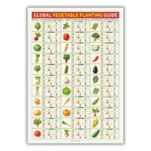 May include: A poster titled "GLOBAL VEGETABLE PLANTING GUIDE" with illustrations of various vegetables. The guide includes information on planting conditions for each vegetable, such as sunlight and soil type. Vegetables include beets, carrots, and tomatoes.