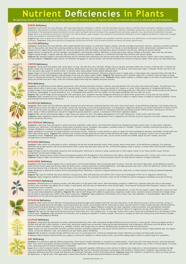 Plant Nutrient Deficiency Chart Leaf Symptom Guide Digital Download