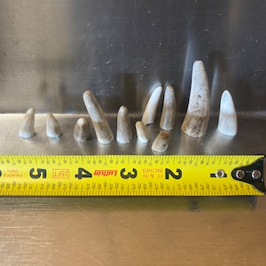 Antler Tips “10”