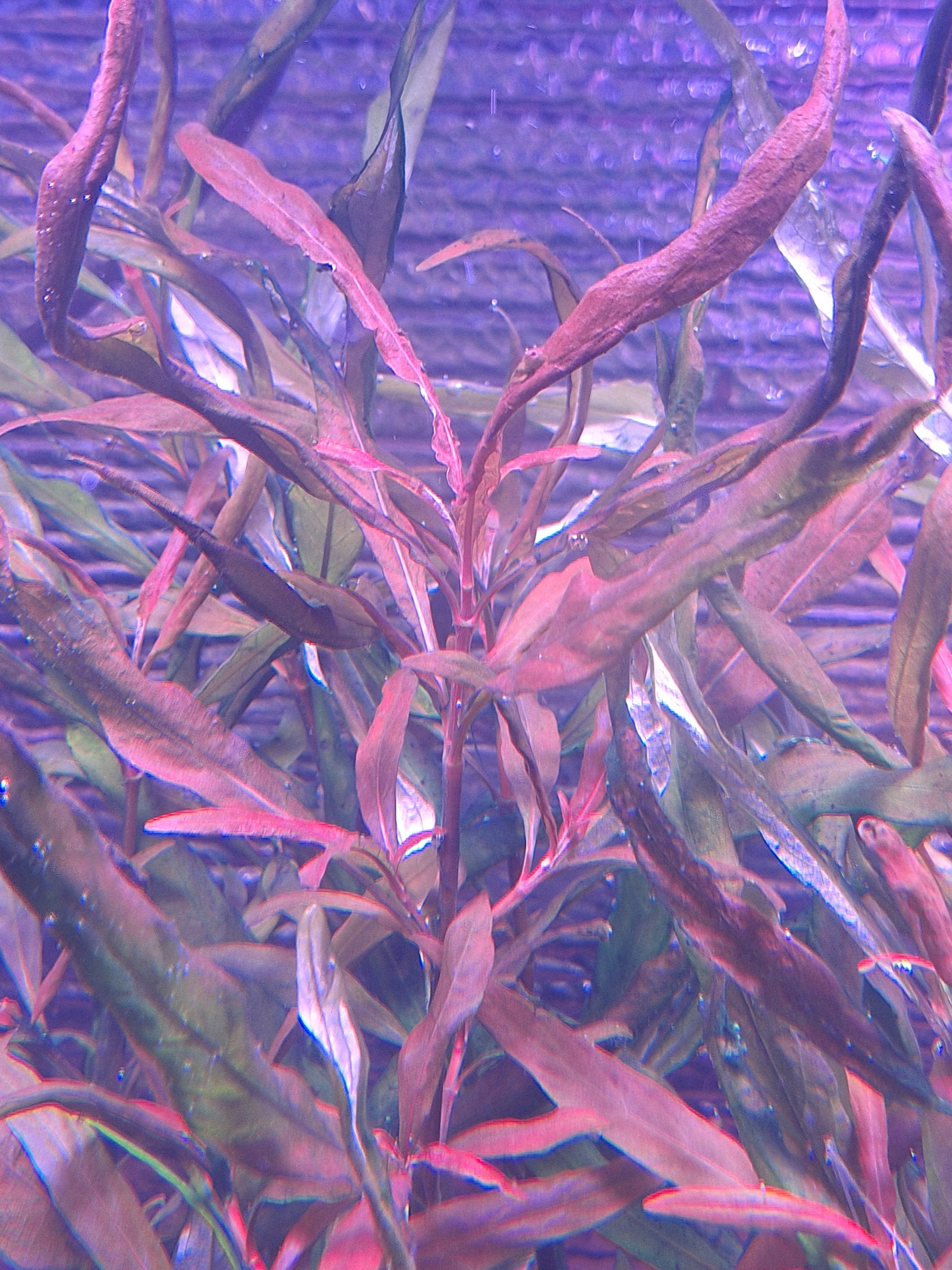 Hygrophila Salcifolia Purple Leaf (3 Stems) - Etsy