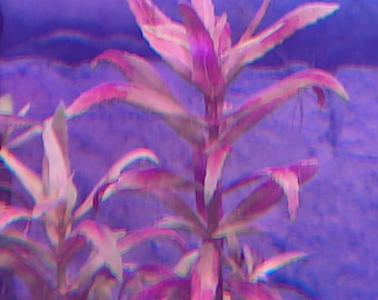 3 stems Limnophila Belem