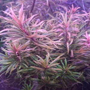 Pogostemon Kimberly (3 stems)
