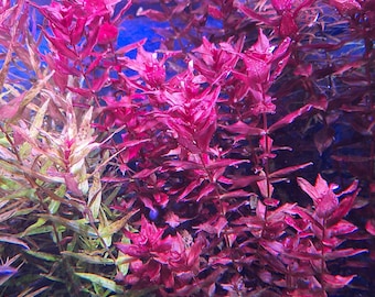 3 stems Rotala Macrandra Rose