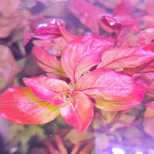 Ludwigia Repens x Atlantis (3 stems)