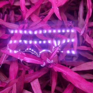 Persicaria sp. Sao Paulo (3 stems)