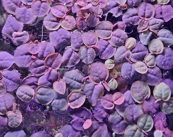 10 Red Root Floaters