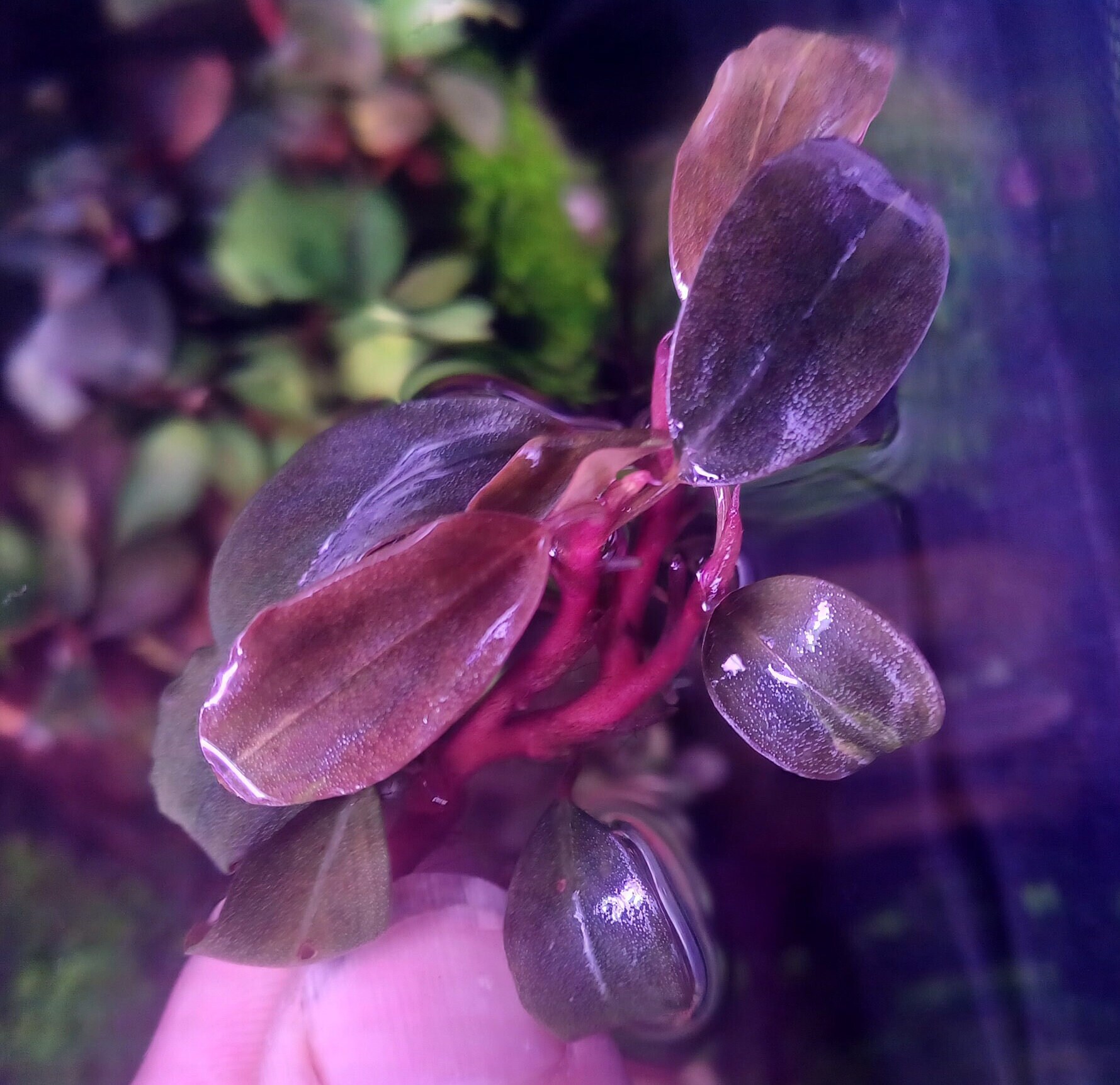 Bucephalandra sp. King Rainbow purple（Bucephalandra sp