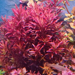 5 stems Rotala Blood Red SG.