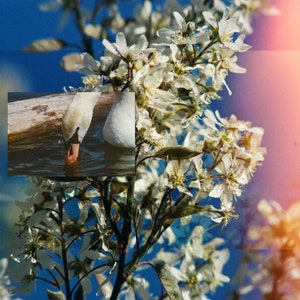 Prospect Park Spring Swan Digital Photo Collage (Print)