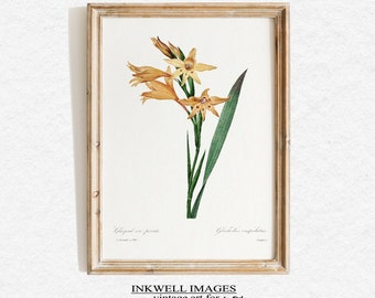 Vintage Botanical Print | Gladiolus Flower Print | Vintage Floral Print |  Printable wall art | Antique botanical | Vintage Wall Art | B4
