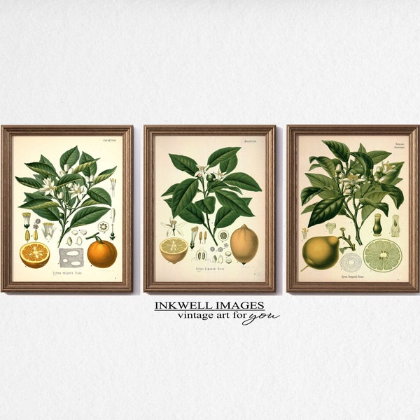 Vintage Botanical Gallery Wall Print Set | Set of 3 Vintage Citrus Print | Orange Blossom | Lemon Blossom | Bergamot Blossom | S1