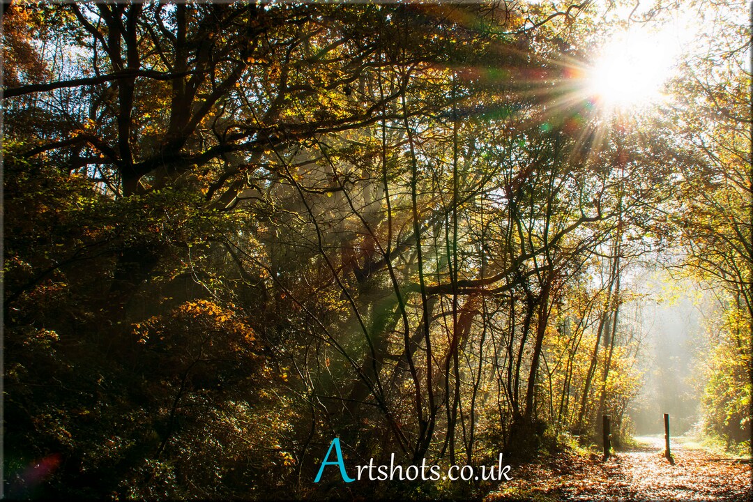 Cwm Clydach Sun Rays Through a Woodland Scene Fine Art Home Etsy