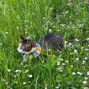 Collier anti-oiseaux pour chat image 3