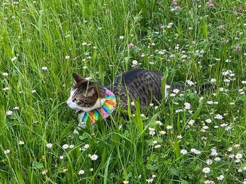 Collier anti-oiseaux pour chat image 3