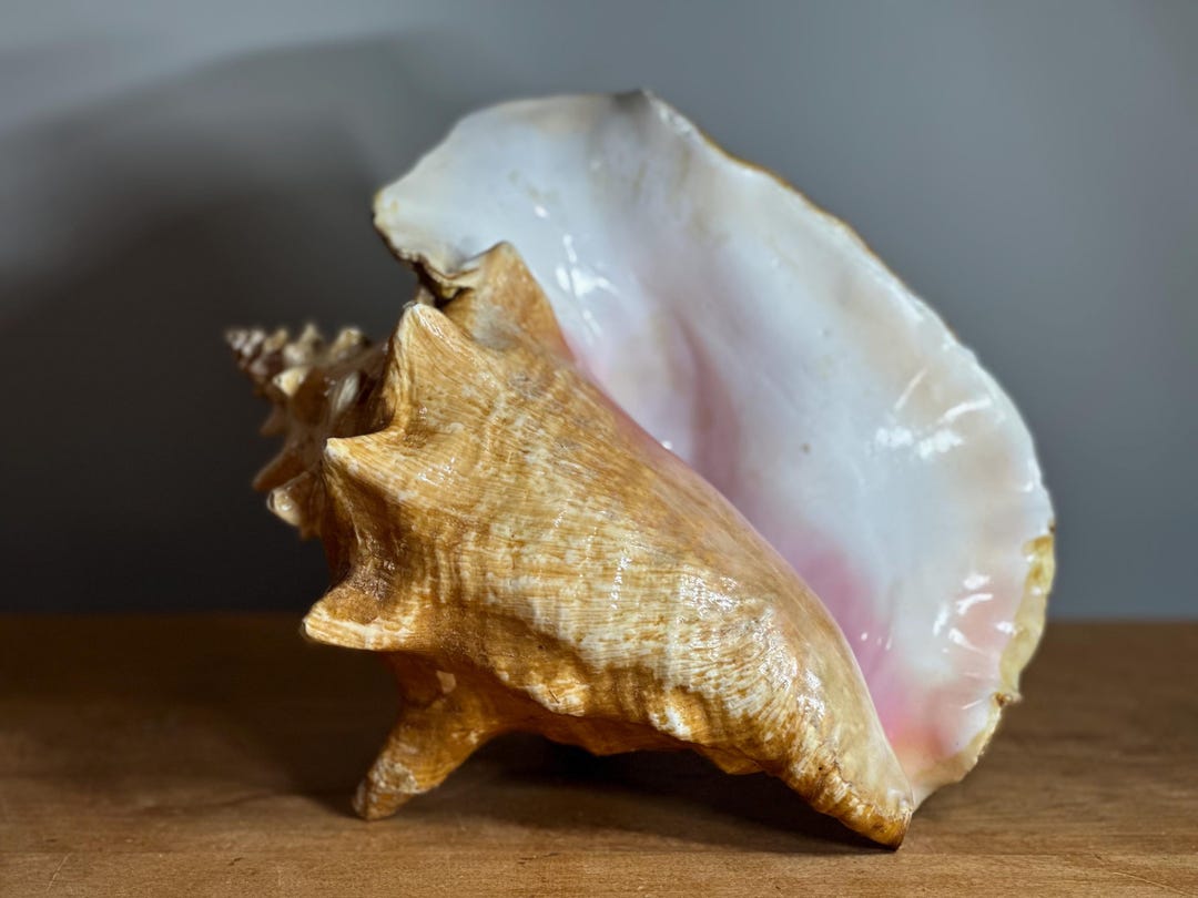 Huge Vintage Conch Shell ~ XL - Etsy
