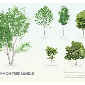 Pode incluir: Uma ilustração digital de um conjunto de árvores comuns, apresentando diferentes tipos de árvores, incluindo bétula prateada e bordo prateado. As árvores são representadas em diferentes tamanhos e estágios de crescimento, com etiquetas que identificam cada espécie e variedade. A ilustração é colocada sobre um fundo azul claro.