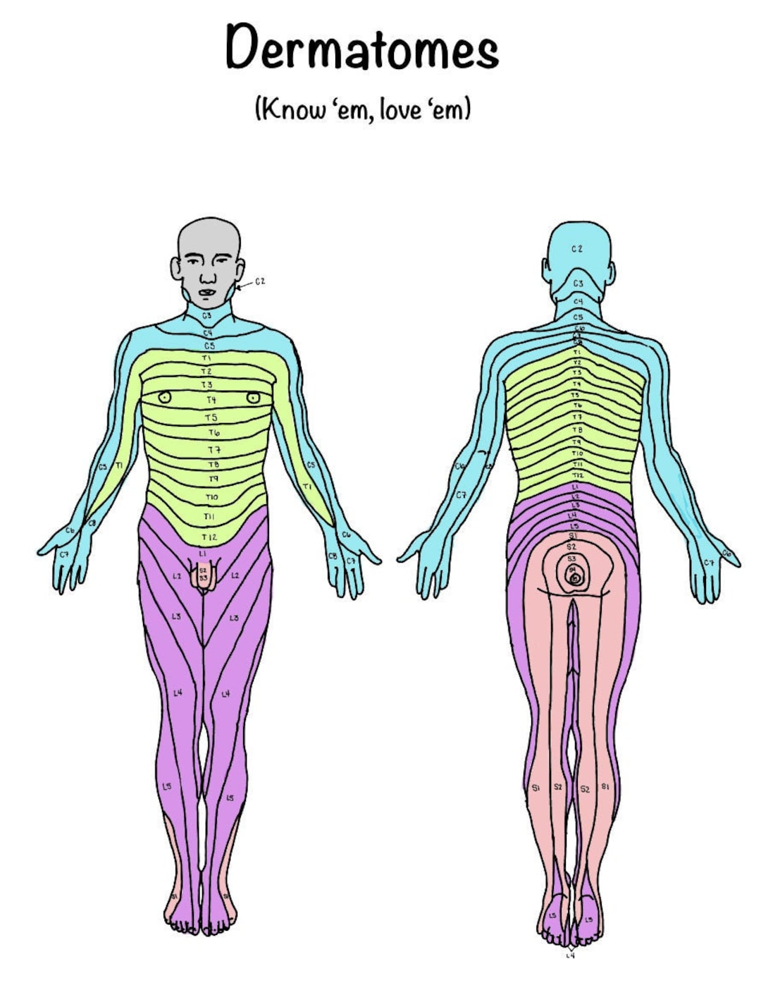 Dermatomes