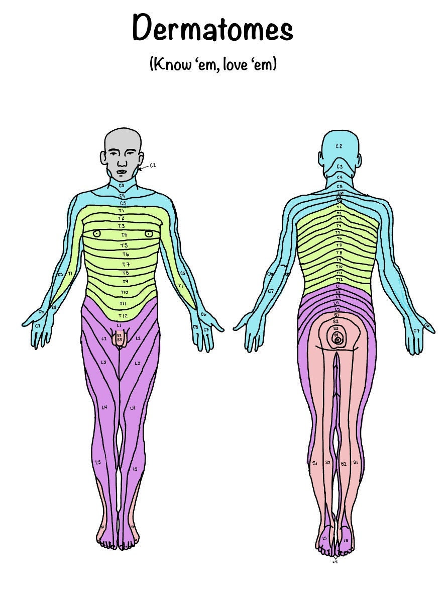 Dermatomes and Cutaneous Innervation of the Extremities Etsy Ireland